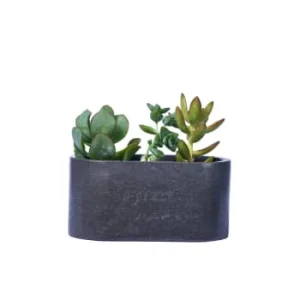 Junny Mini Jardinière En Béton Rose Pastel Meilleur Prix Garanti 18