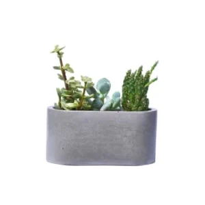 Junny Mini Jardinière En Béton Gris Couleurs variées 14