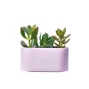 Junny Mini Jardinière En Béton Rose Pastel Meilleur Prix Garanti 20