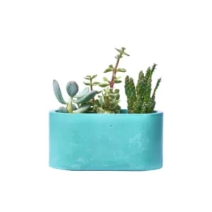 Junny Mini Jardinière En Béton Gris Couleurs variées 12